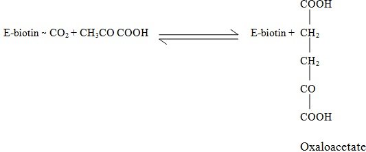 Pyruvate carboxylase